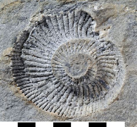 impression fossils.